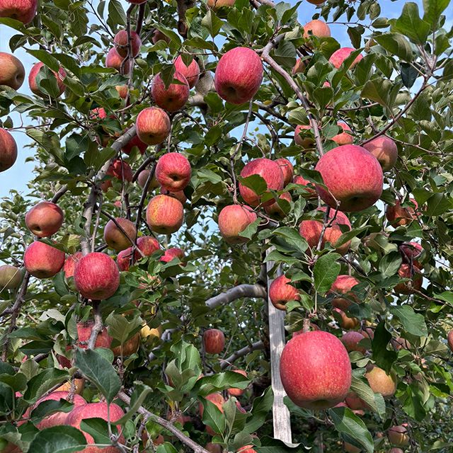 ふじりんご8ヶ入 No7 | 銀座千疋屋オンラインショップ 1894年創業の