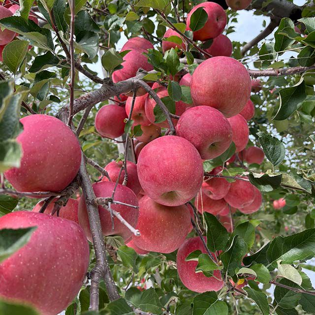 ふじりんご8ヶ入 No7 | 銀座千疋屋オンラインショップ 1894年創業の