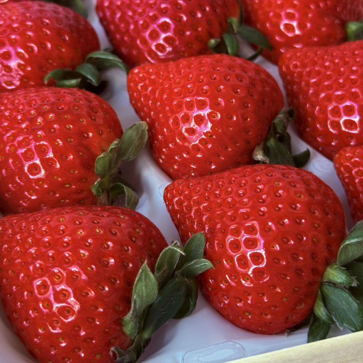 銀座千疋屋 特選 苺（12～18個入）No2 | 銀座千疋屋オンラインショップ